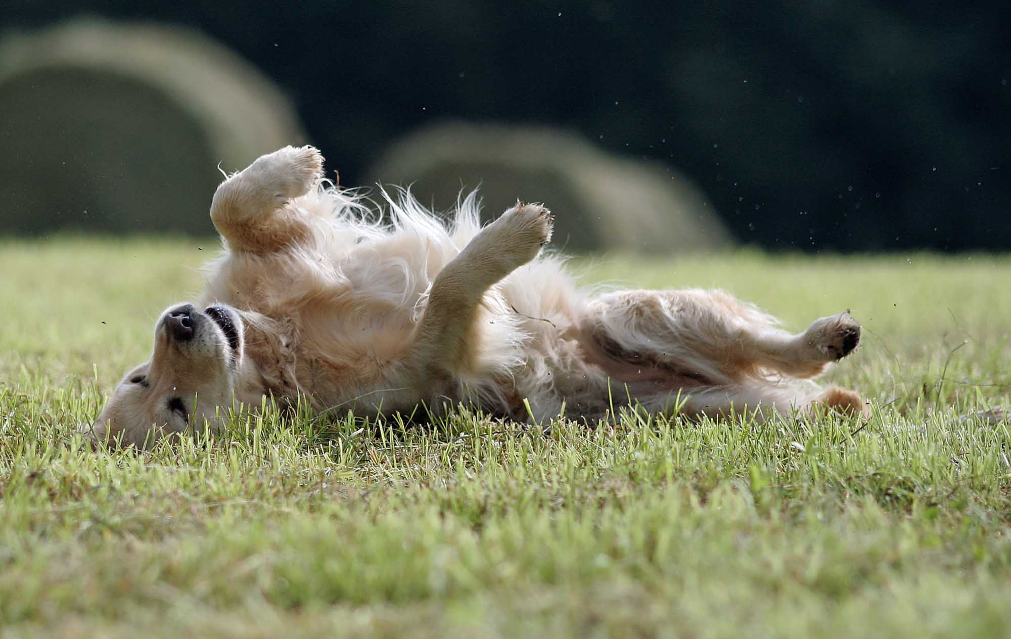 Chien heureux Pension de Vermont